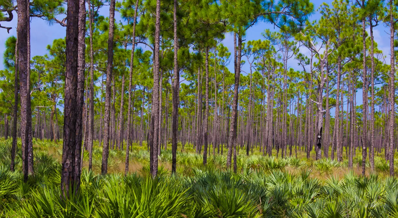 UPDATE: Public Outcry Prompts Florida Governor Ron DeSantis to Rethink State Park Proposals