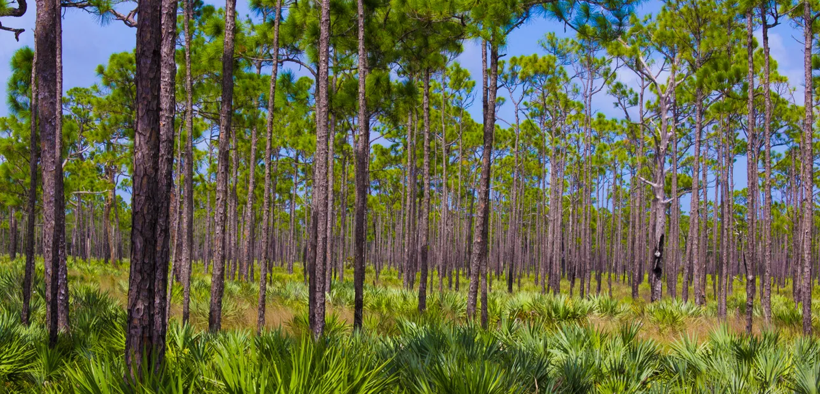 UPDATE: Public Outcry Prompts Florida Governor Ron DeSantis to Rethink State Park Proposals