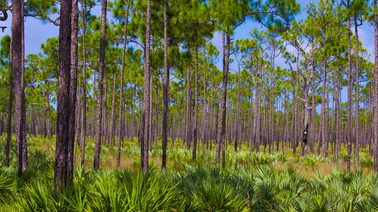 UPDATE: Public Outcry Prompts Florida Governor Ron DeSantis to Rethink State Park Proposals